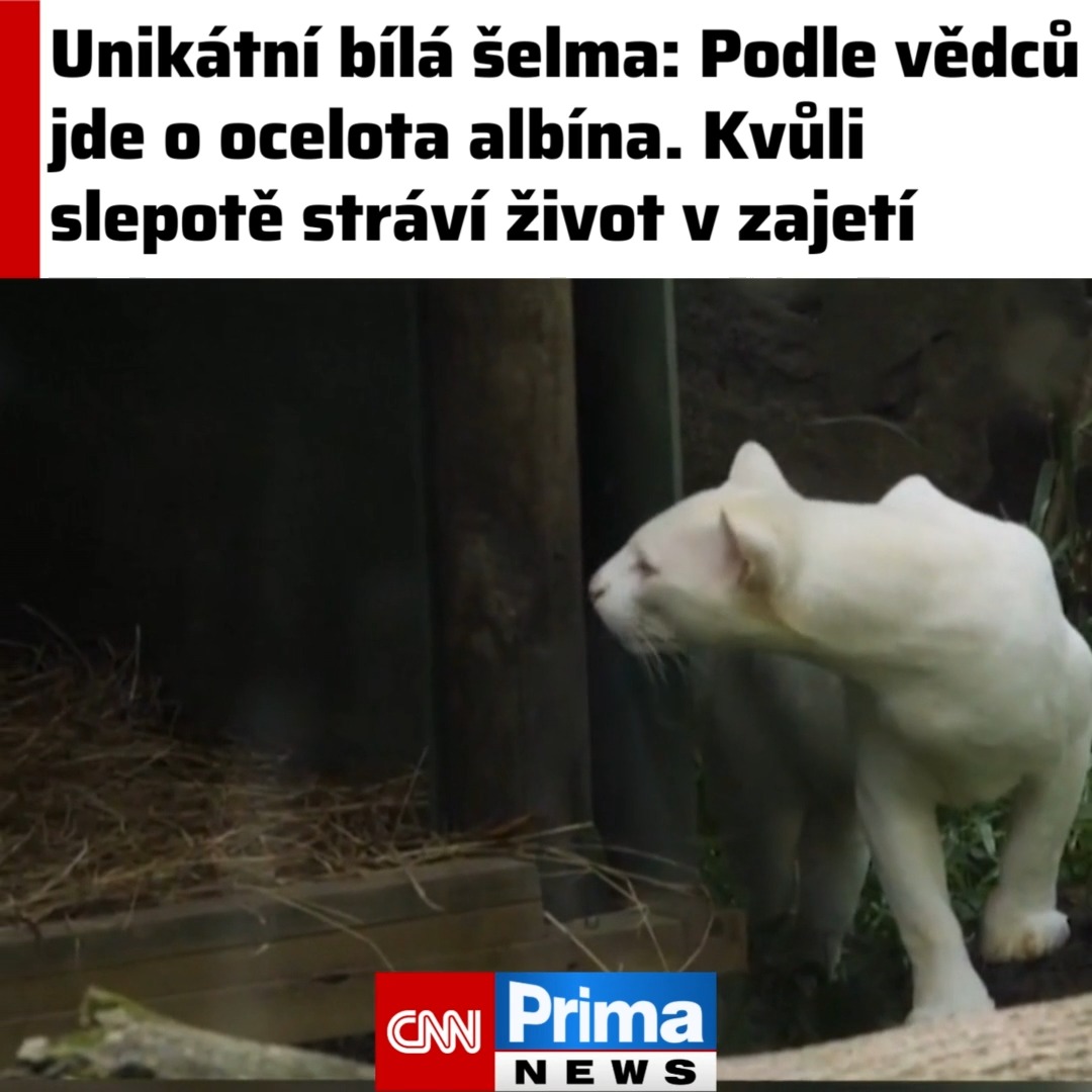 Unikátní bílá šelma: Podle vědců jde o ocelota albína. Kvůli slepotě