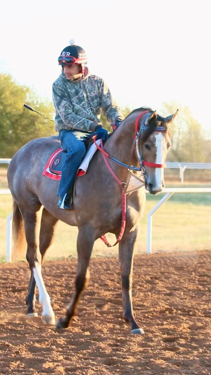 Check out this filly sired by In Hott Pursuit! She is one of many that ...
