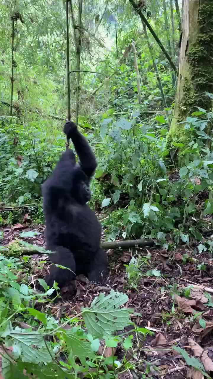 A juvenile, wild gorilla spins on a vine in Rwanda! 😍 | Rumble | Facebook