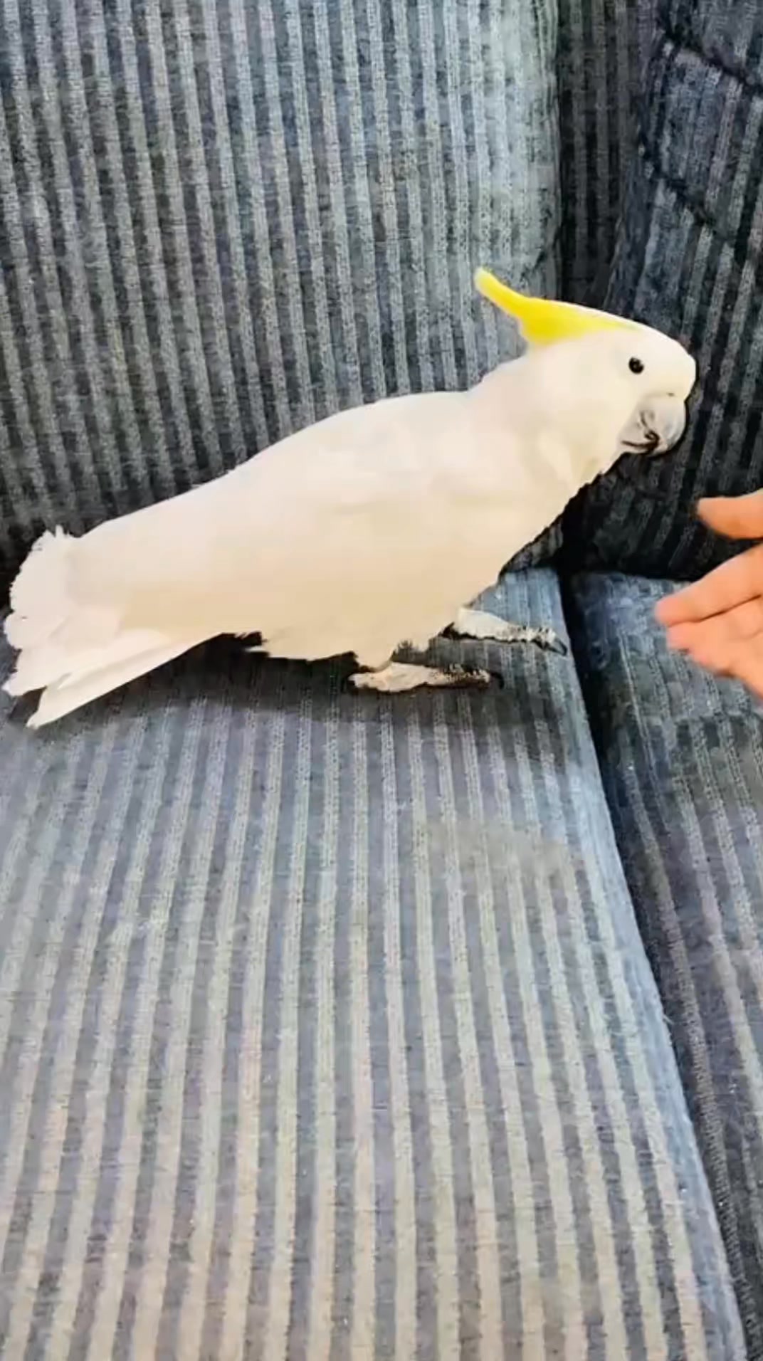Cockatoo Screaming & Talking | Parrot Entertainment #cockatoo #parrots ...