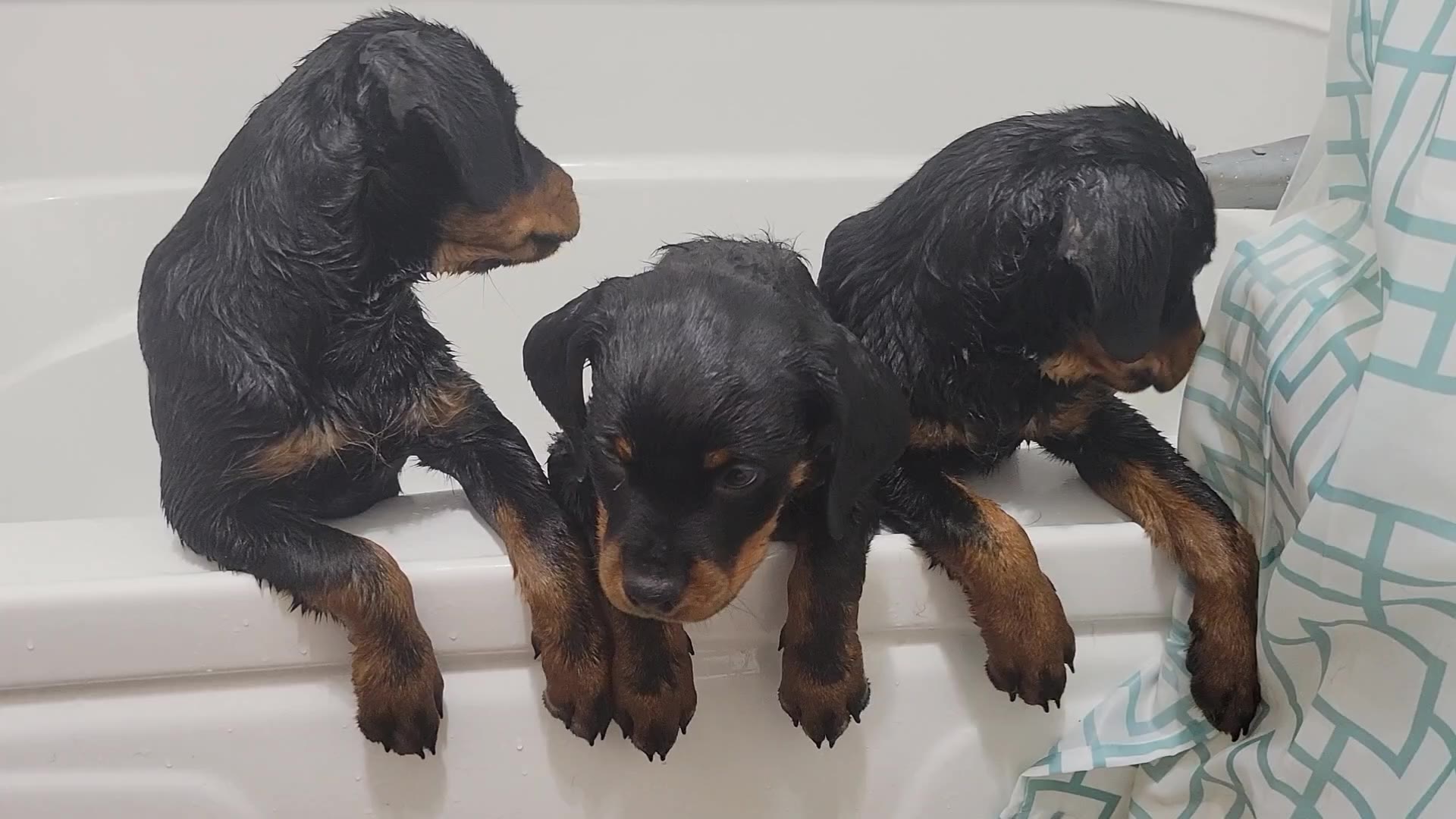 JM Rottweilers | Morris MB