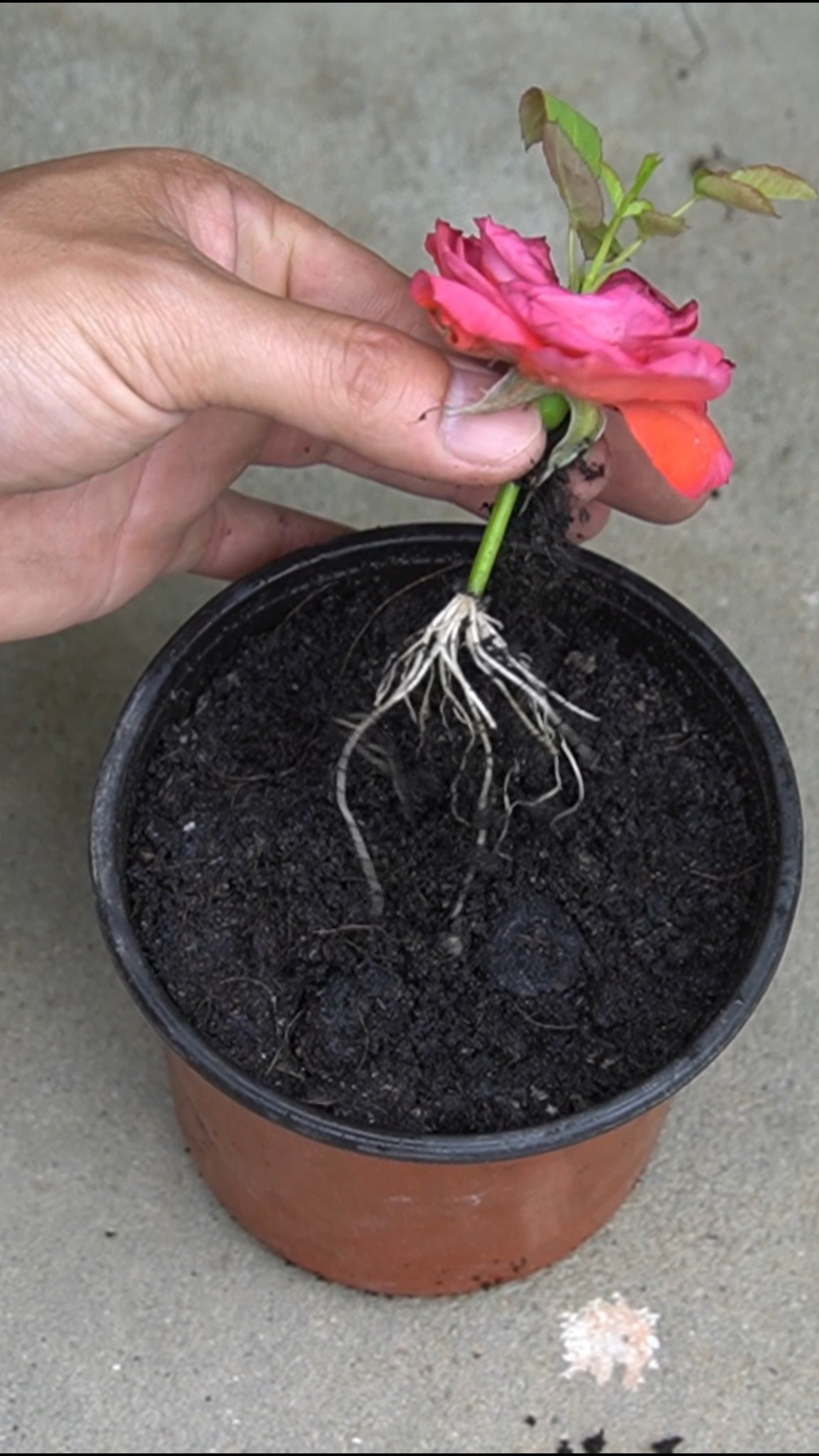 Grow Rose Cuttings With Cotton and Garlic Power I rooted my rose ...
