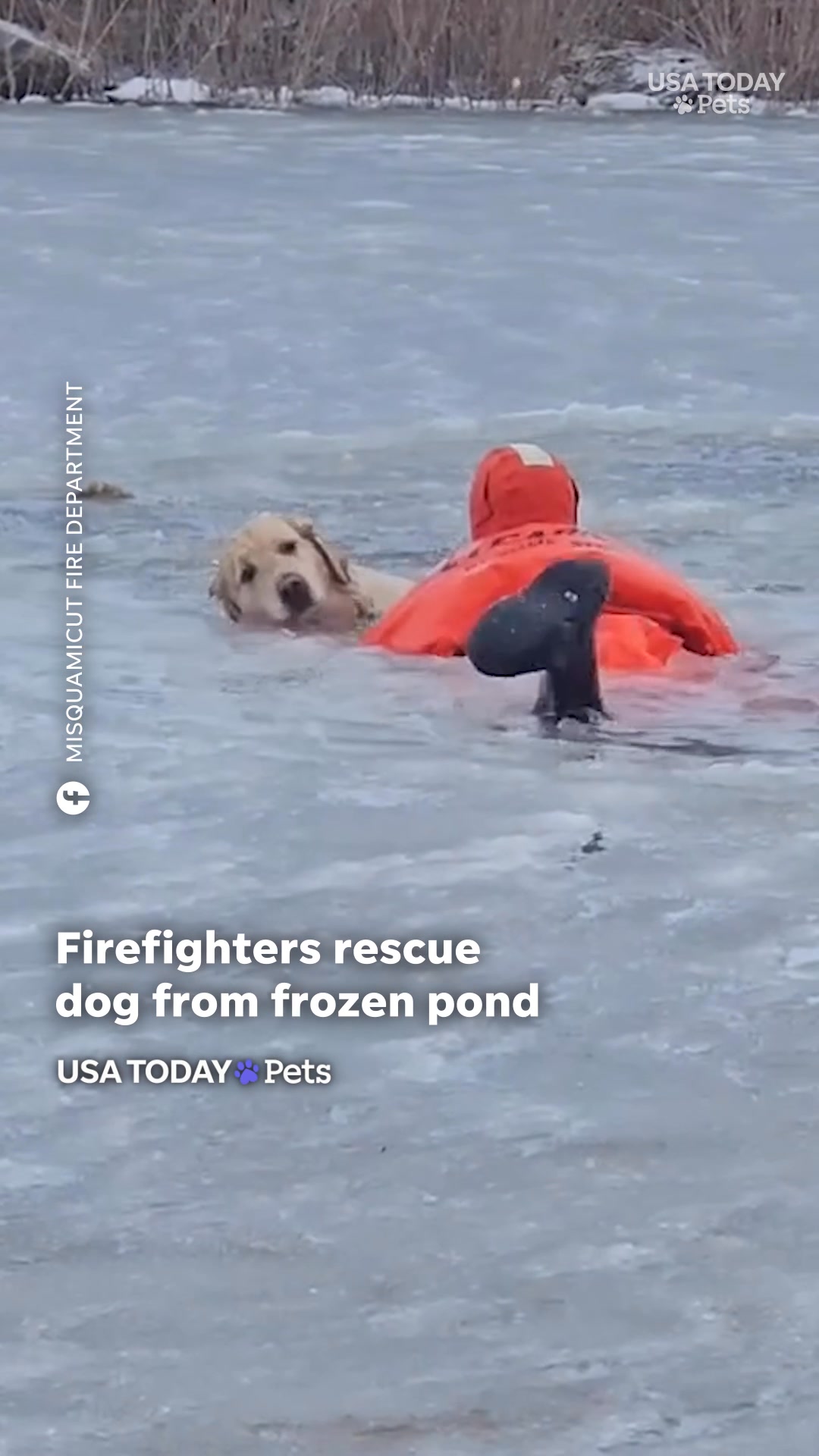 See dramatic water rescue of a golden retriever that had fallen through ...