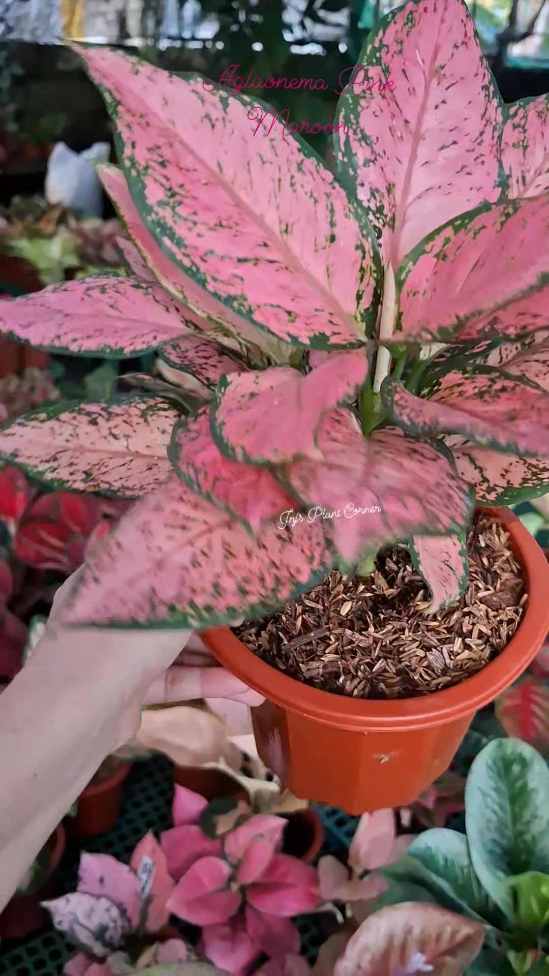 その他観葉植物 Aglaonema Pink Maroon Spot Aglaonema Pink Maroon #jnjsplantcorner #fypageシ