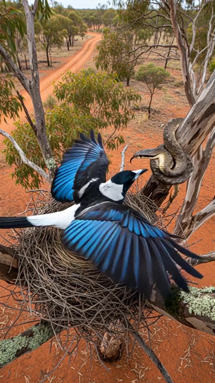 Australian Magpies Protect Their Home From Predator! | Alpha Kingston ...
