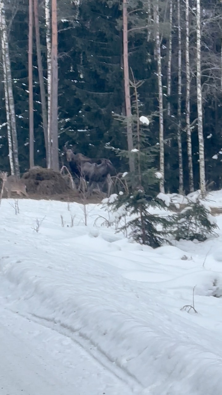 #Moose #Roe #sweden #naturelovers #adventure #outdoors | Örjan Nilsson ...