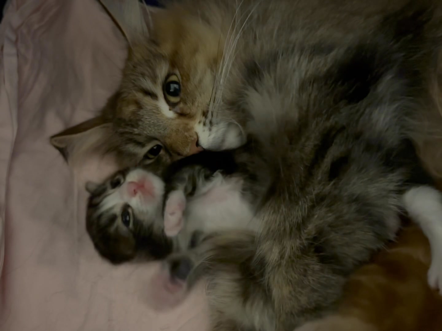 Tant Raffa och hennes tålmodiga mamma Sussi Snok. ️ | Kattilaforsens ...