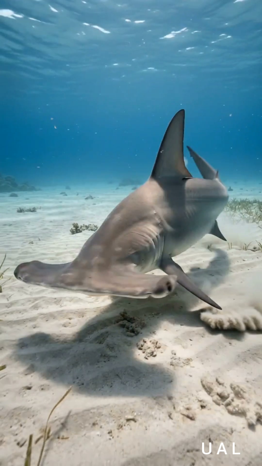 How to ID a hammerhead shark: You can tell it's a hammerhead by