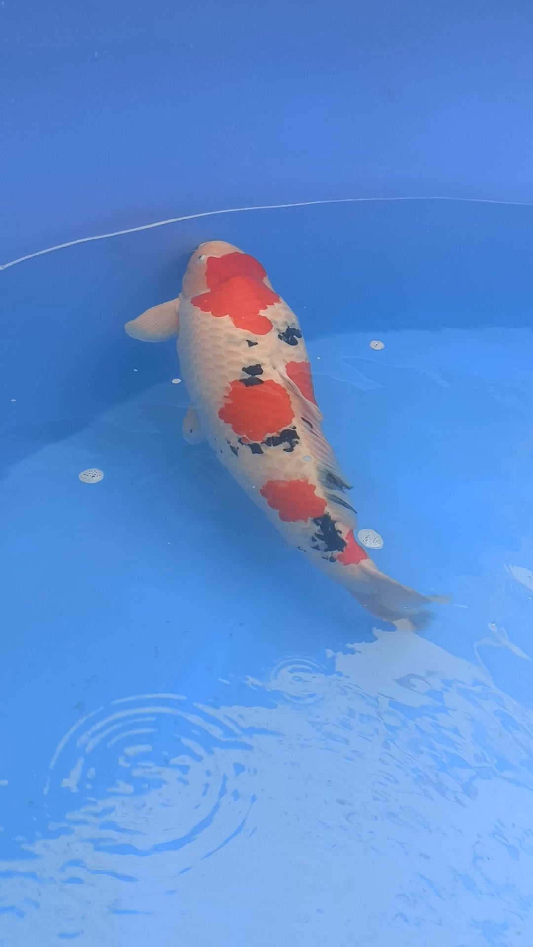 The 25TH China Koi Show Jumbo Champion Dealer:DaHeYuan KoiFarm 第