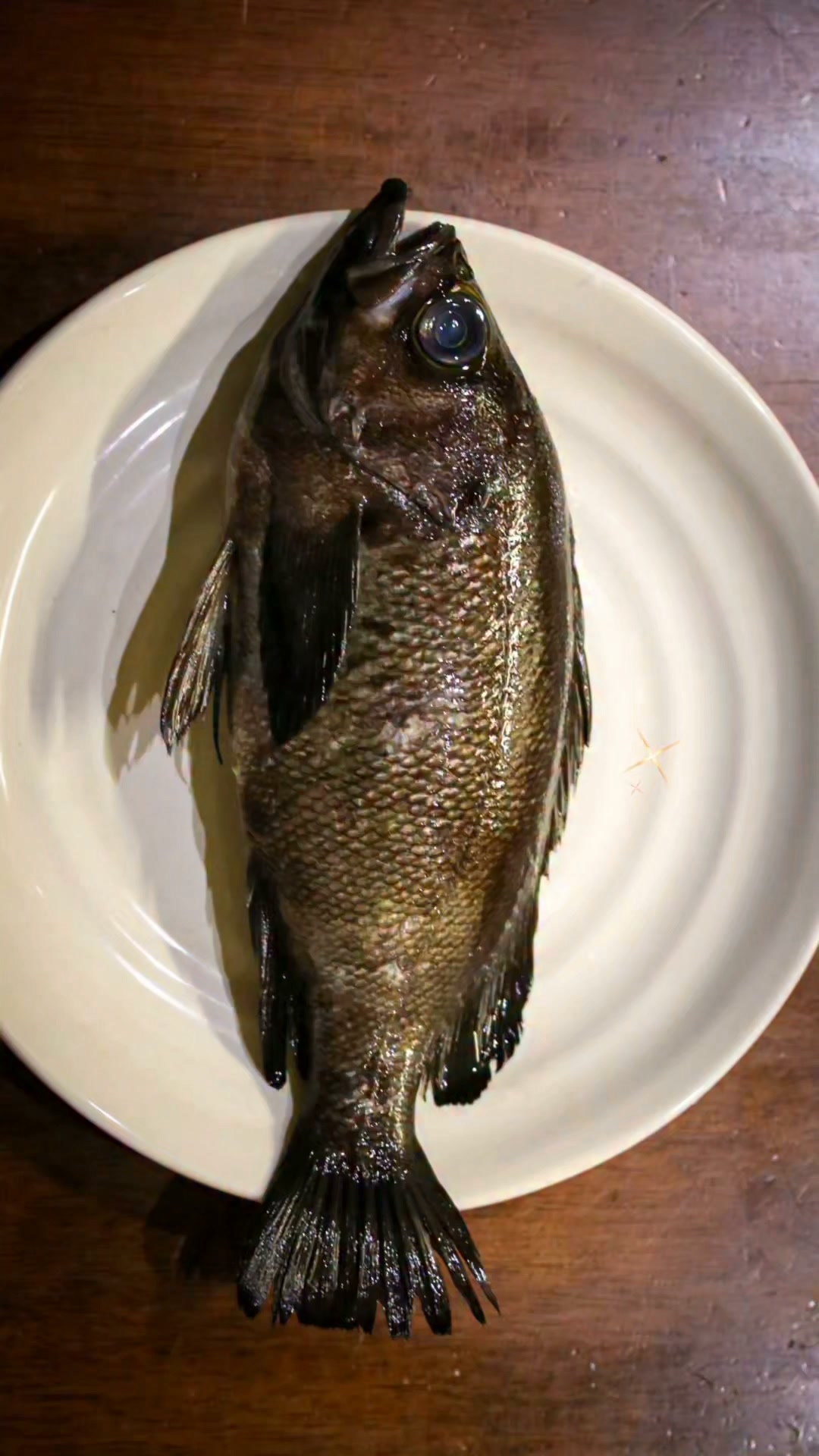 鮪様 Brown rockfish from Chikura Fishing Port, Chiba Prefecture