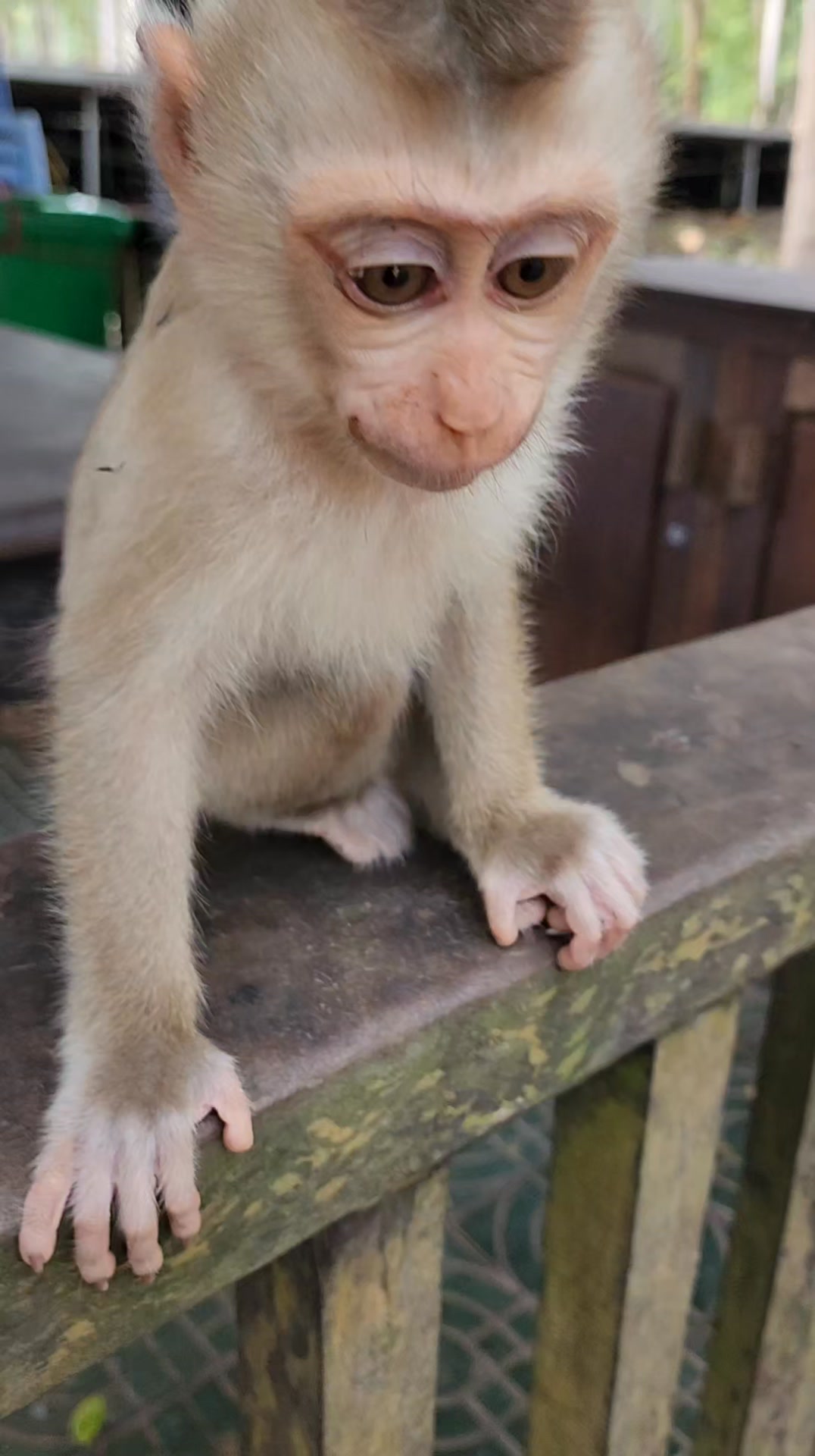 little beautiful lovely monkey ️ Jacee better #shortvideo #shorts # ...