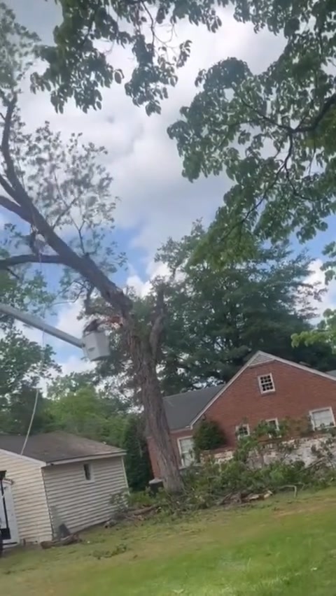 For More Tree Fails Follow: Tree Timber #CrazyTreeFail #Crazy #Tree # ...