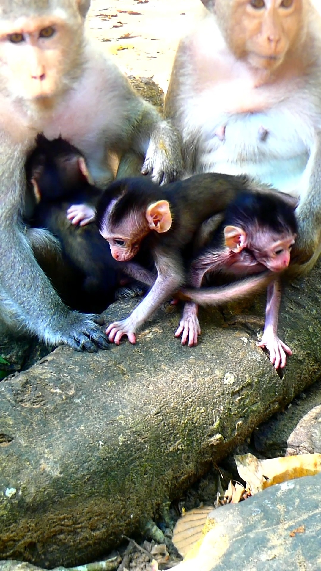 So cute & lovely baby monkey messing actively all over | Hello Monkey ...