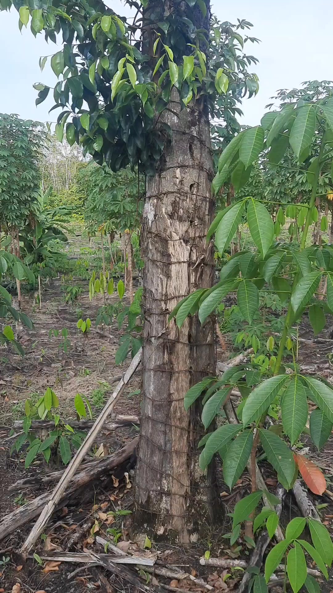 Before cutting down a mature agarwood tree, young replacement trees are ...