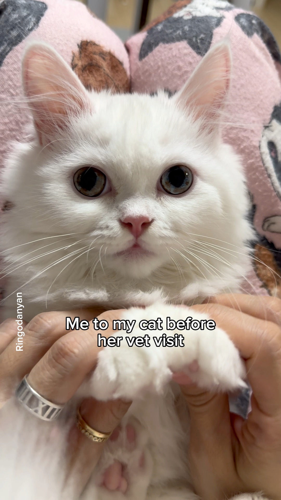 My cat had to go to the vet for her vaccination😿 #cat #FunnyCats # ...