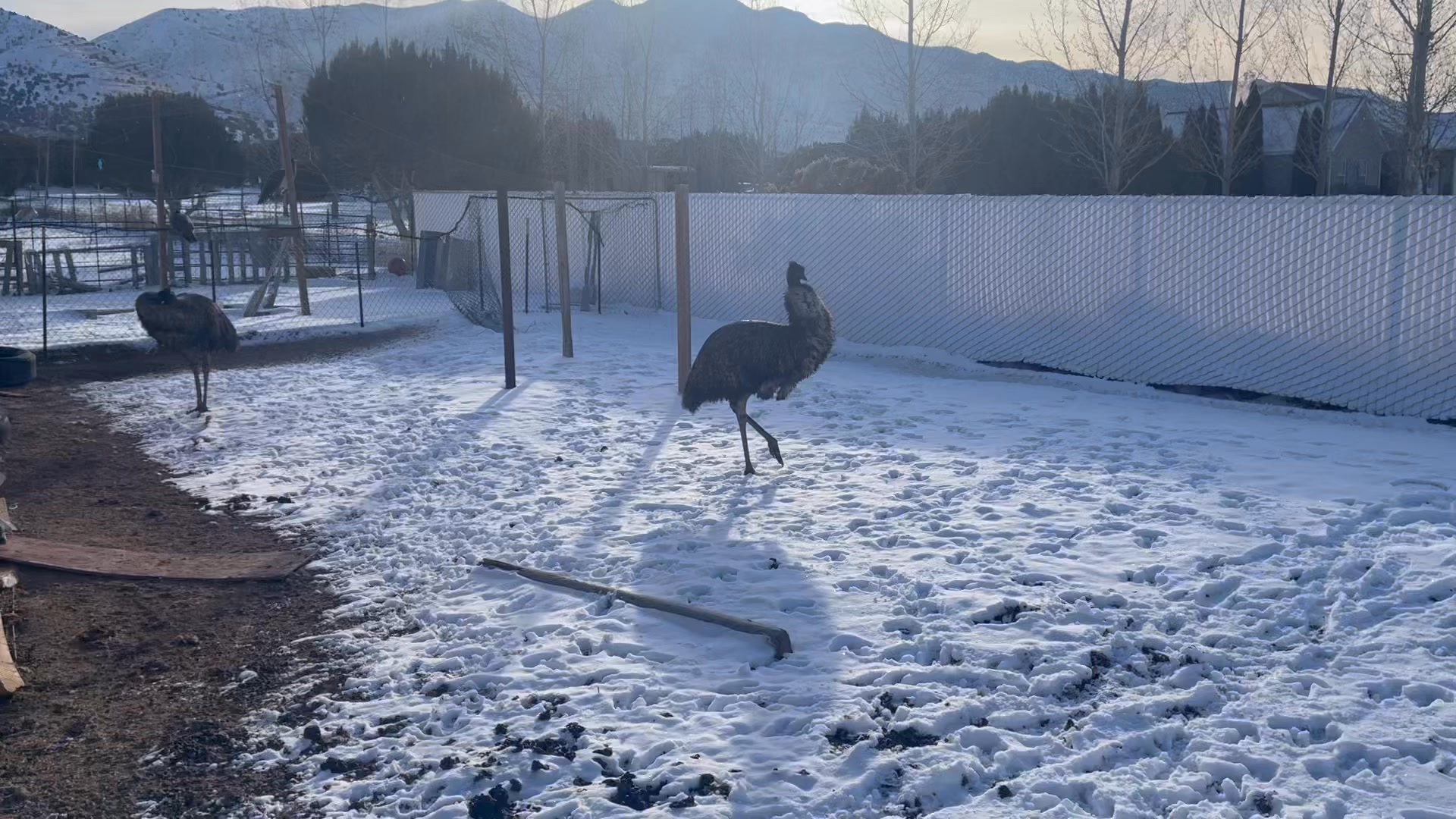 Meet Ash and Eric two wonderful emus that will be loving their new home ...