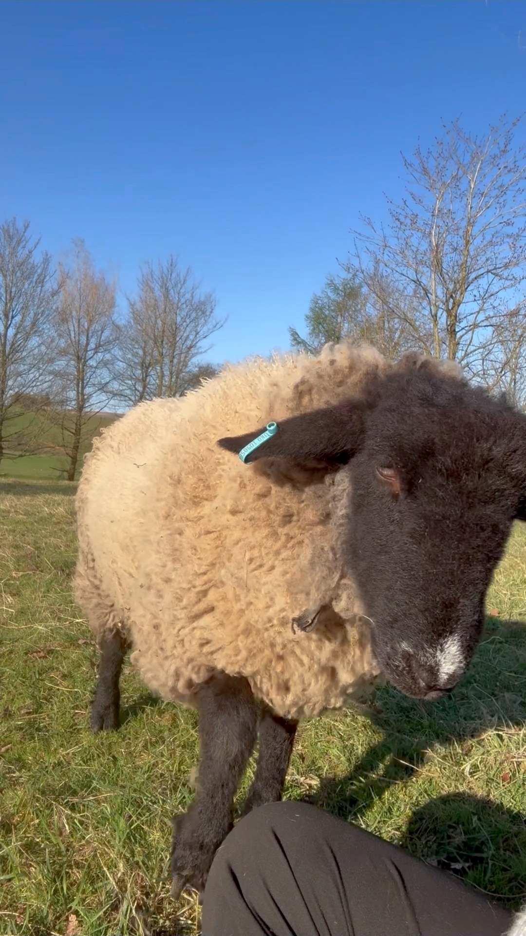 Sheep are the most affectionate creatures 🥰 well… mine are ♥️ ...