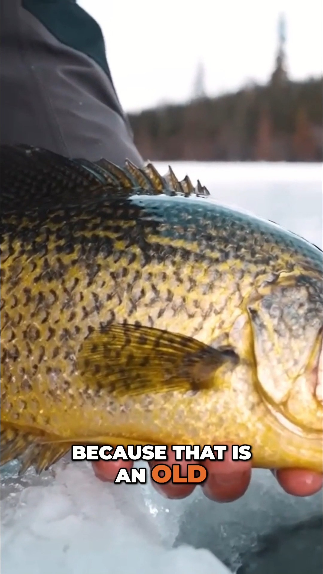 douglas nexas fly reels Sky G 5-Weight Outfit with Galvan Rush Reel – Yellowstone Angler grey hat Reel Option:XGR Rod Locker Diy Fishing Innovative top