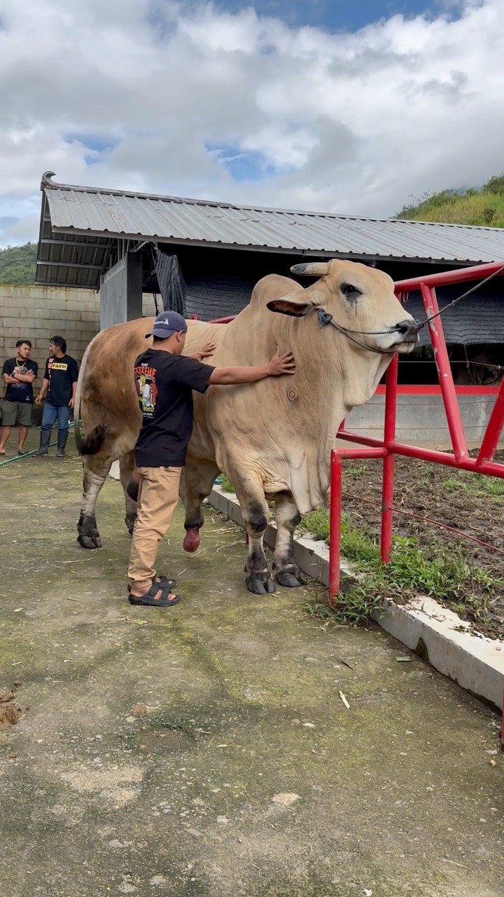 Langsung laku 240 juta ‼️ sapi peranakan sendiri juara 1 kontes🔥 ...