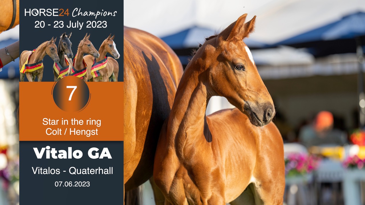 🐴 Vitalis — Power, Presence & an Exceptional Trot ✨ Some