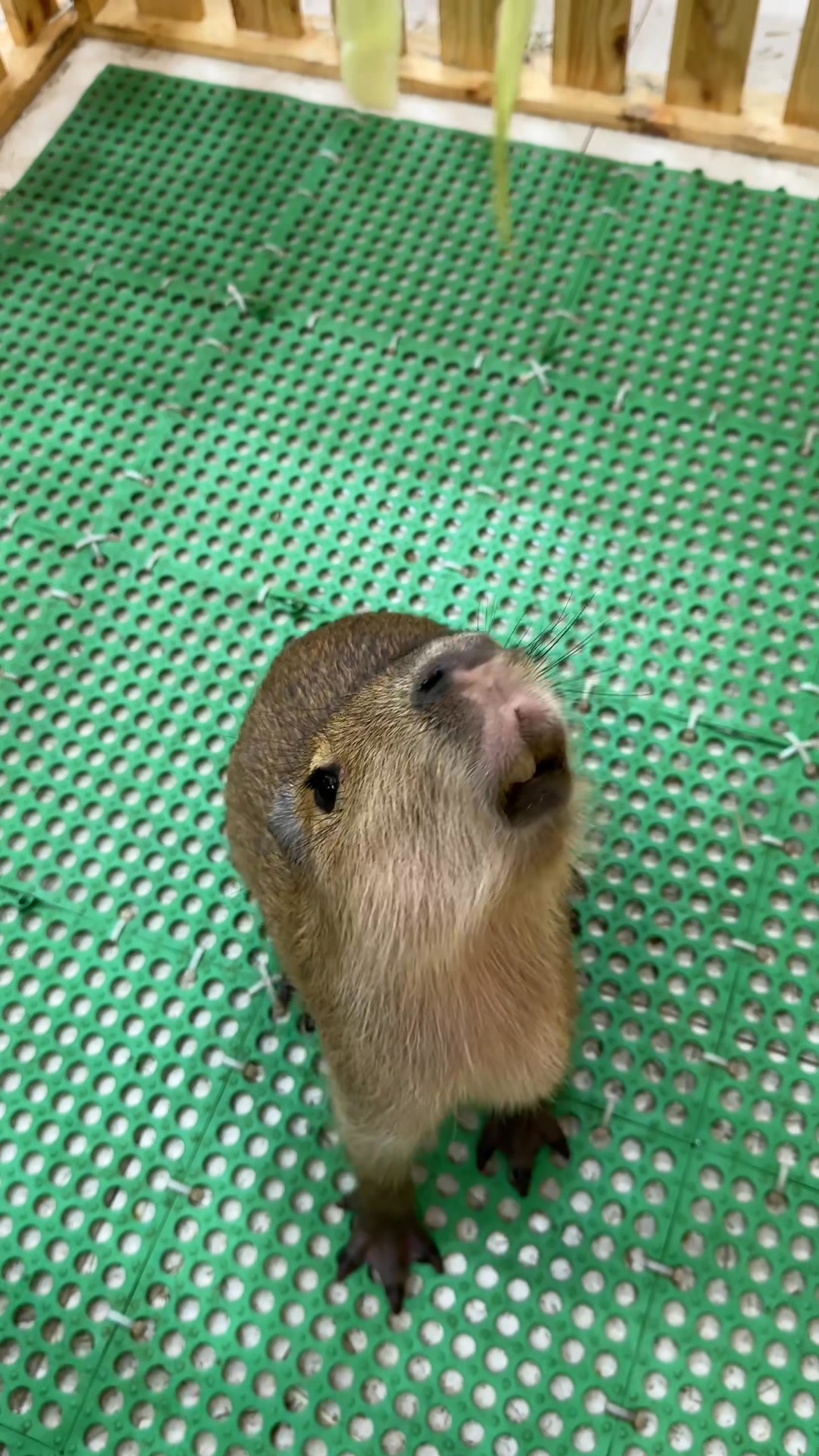Sweet, heart-melting moments of capybaras with their gentle expressions ...