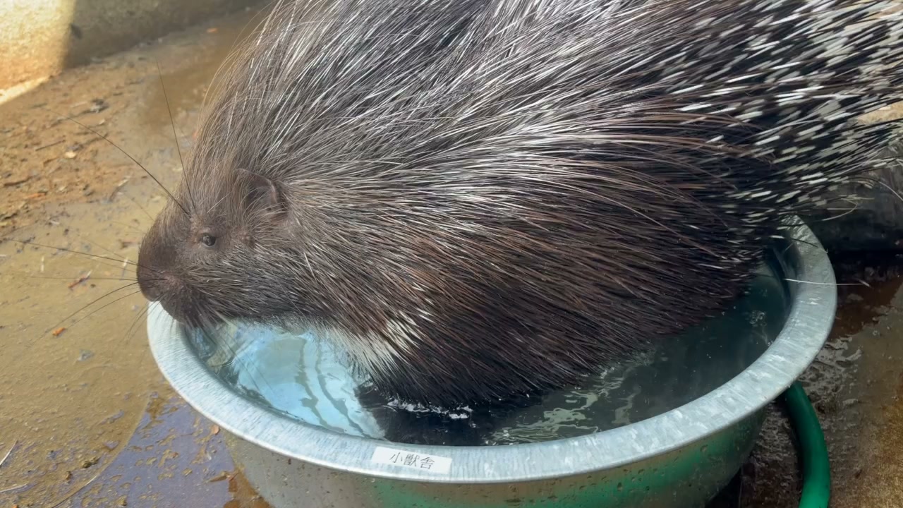東武動物公園 | Miyashiro-machi Minamisaitama-gun Saitama