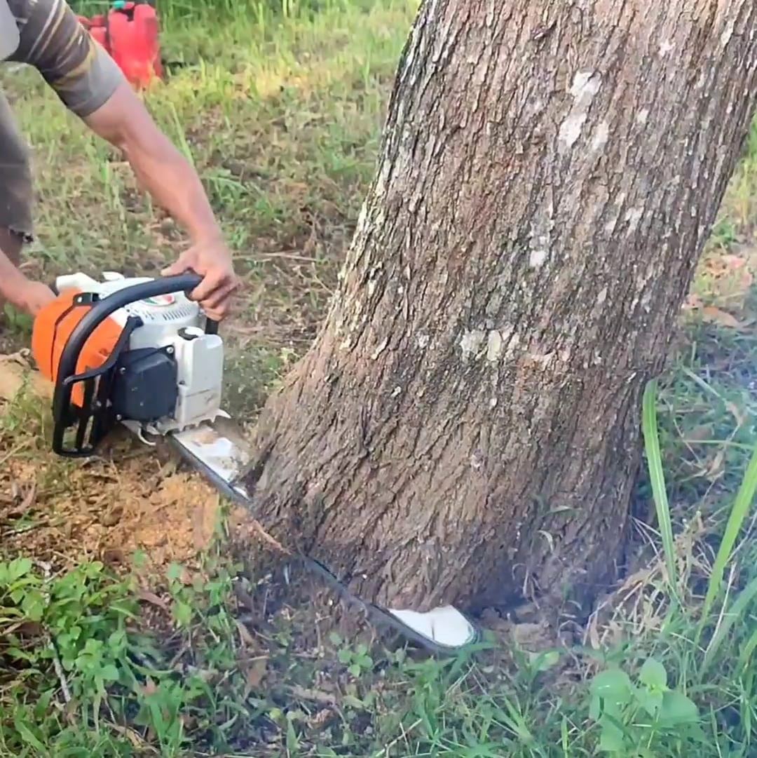 Amazing skill man cutting down tree from bottom tree | Making Video ...