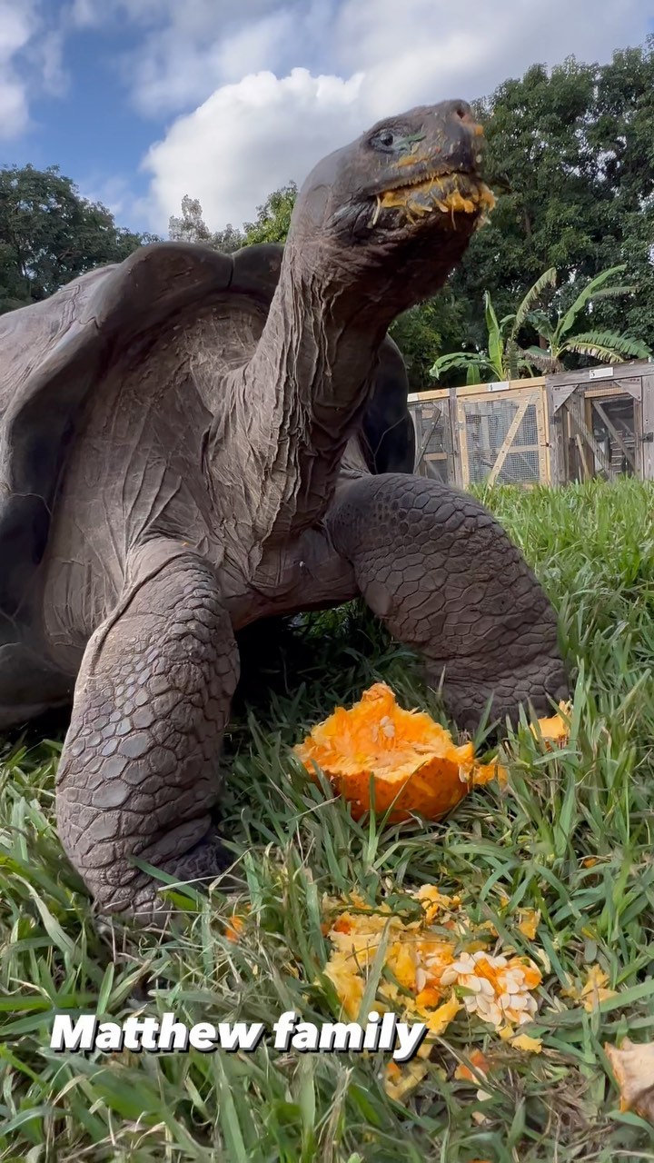 Giant tortoise takes a giant bite, check out our YouTube channel soon ...
