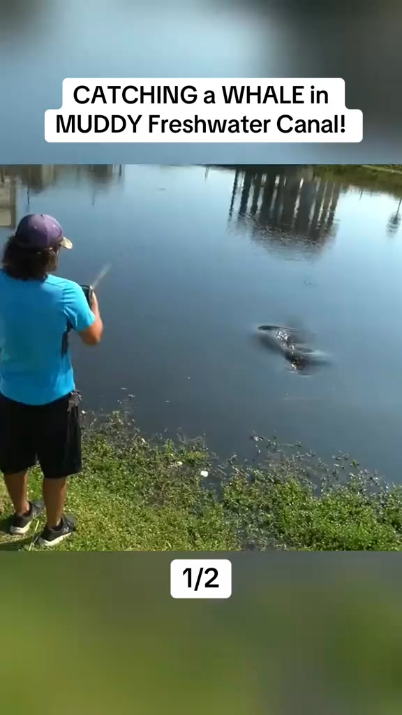 CATCHING a WHALE in MUDDY Freshwater Canal! Part1 #fis #zakcatchem # ...