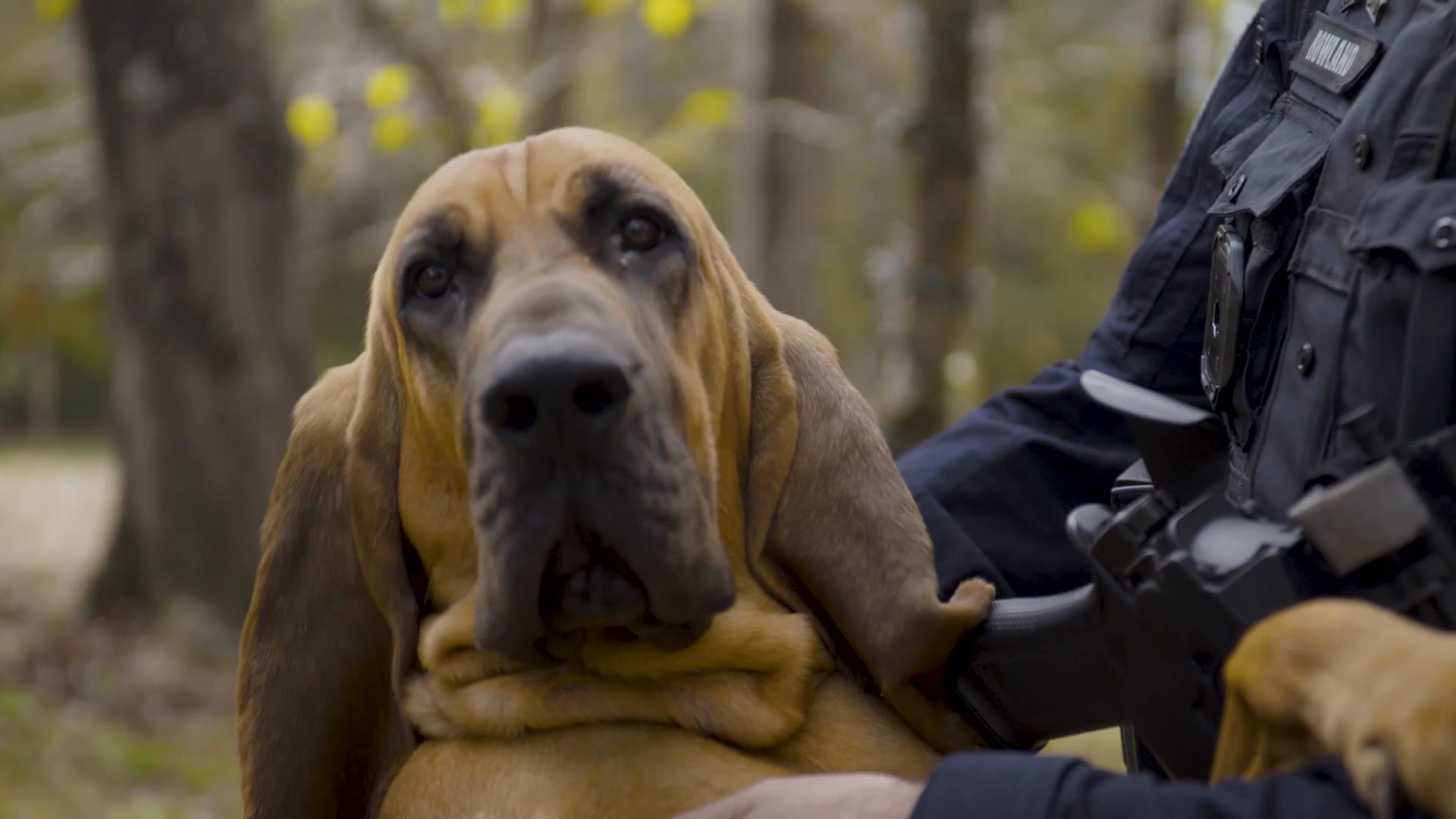 A fond look back at Police Pup K-9 Bo: Our Hero Dog of the Year 🐾 This ...
