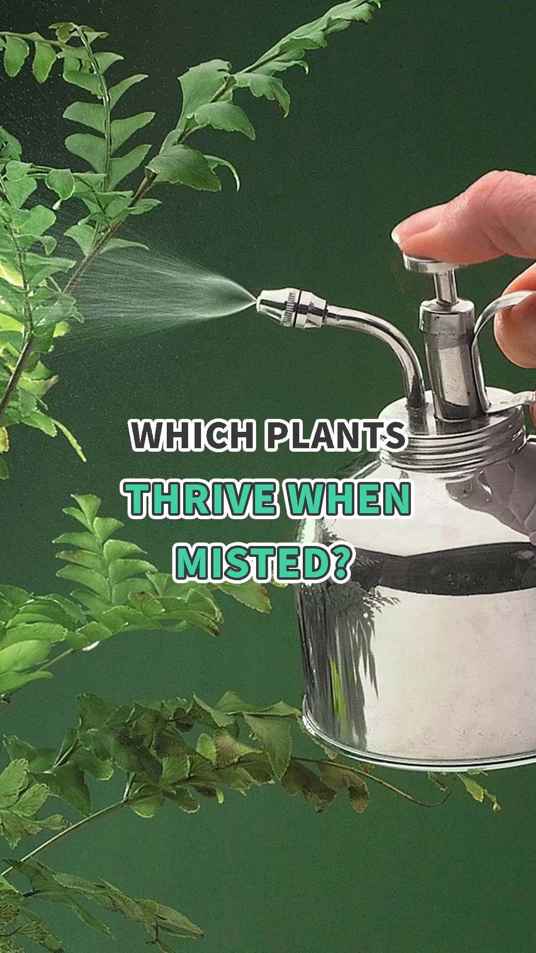 Let it rain. Discover the plants that absolutely love a little extra ...