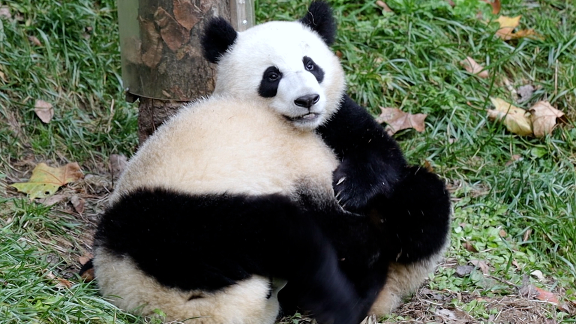 Pandas don’t need fancy moves when they playfight - it’s all about who ...