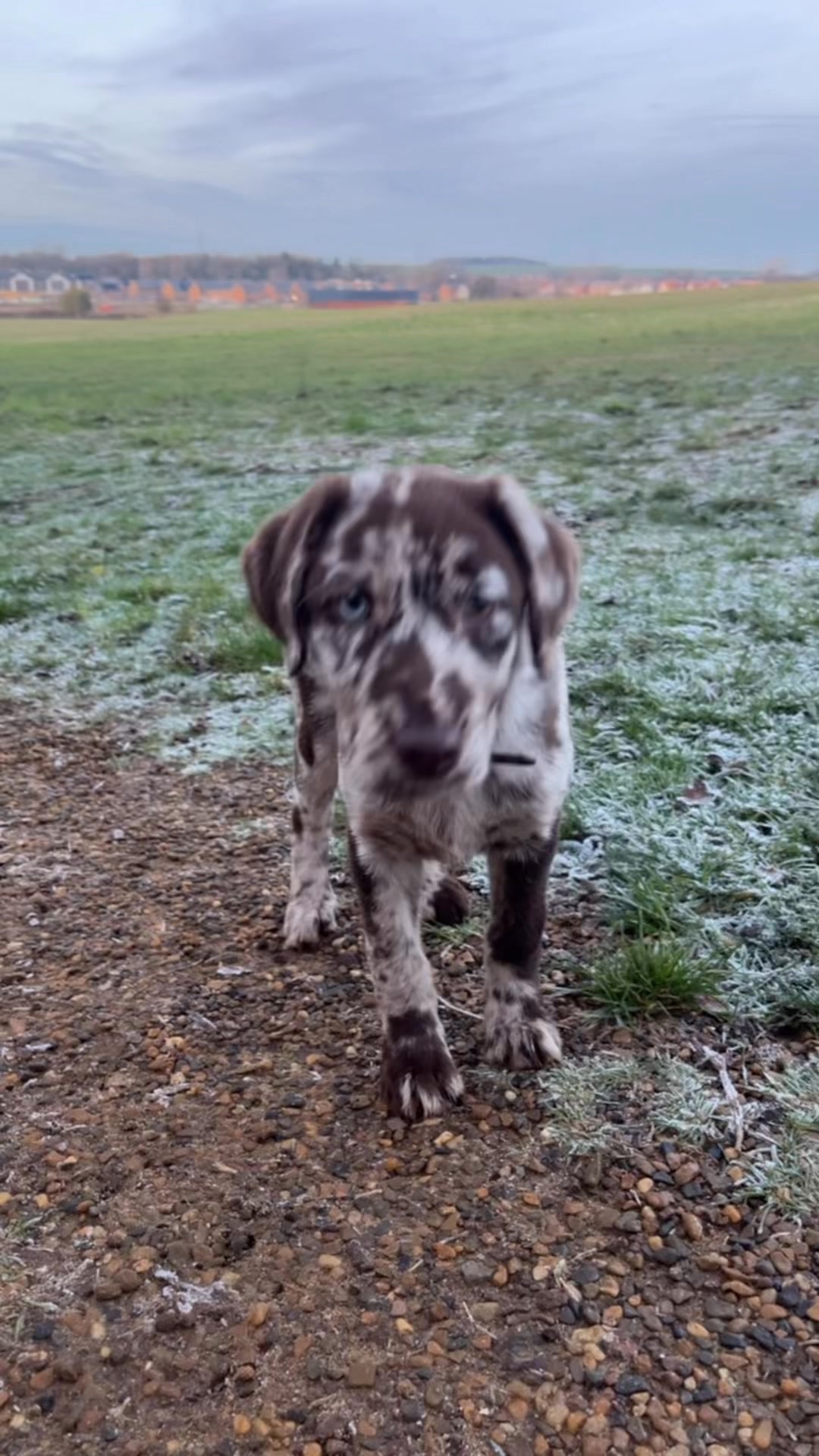 Merle Labrador #labrador | PAW POINT UK | Facebook