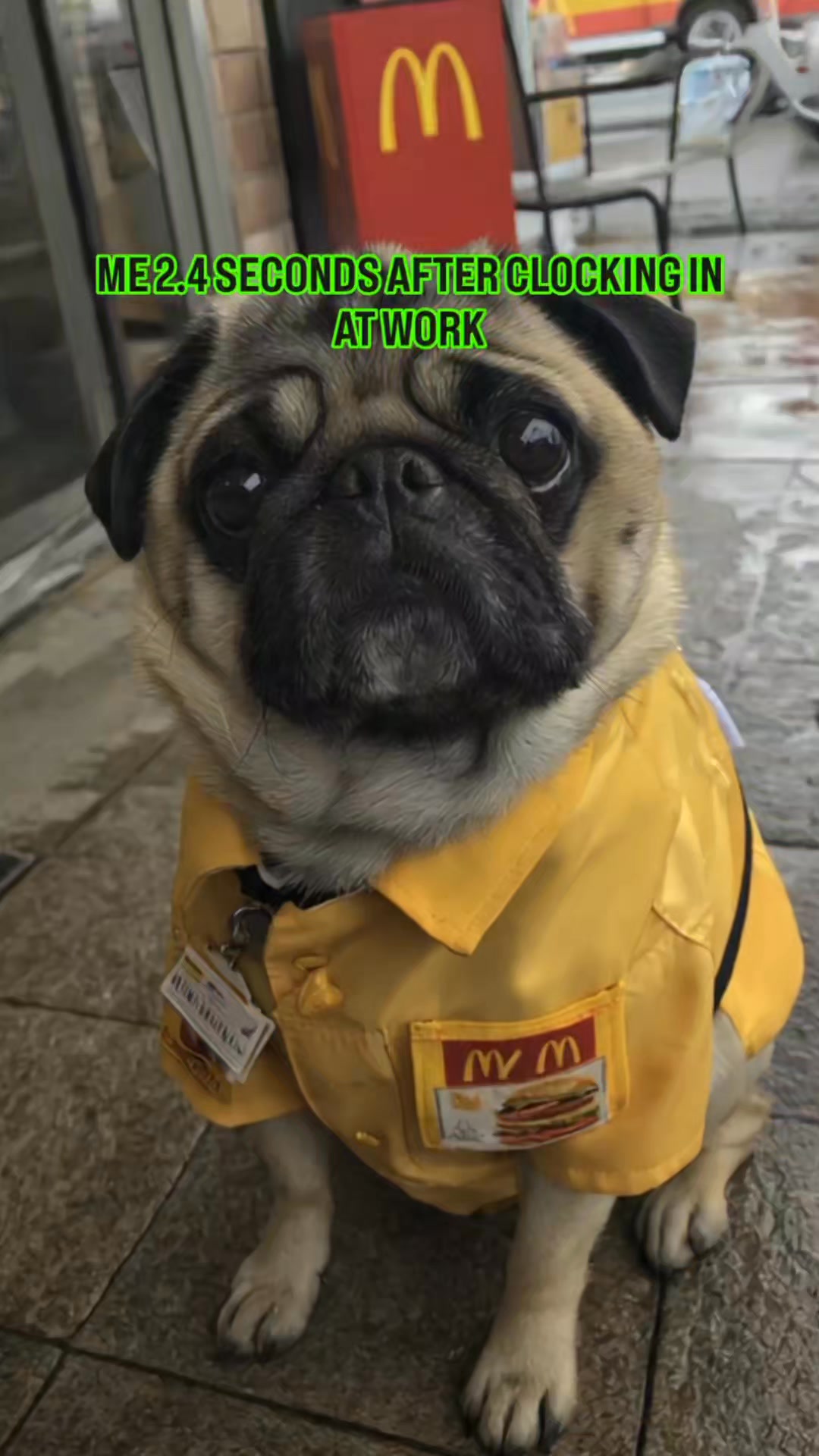 My mind right after i clocked in at work #pug #puglife #ClockedIn #work ...
