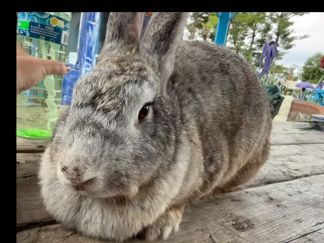 🌟 Rabbit Dewlap Fun Facts 🌟 •... - Legendary Acres Hobby Farm | Facebook