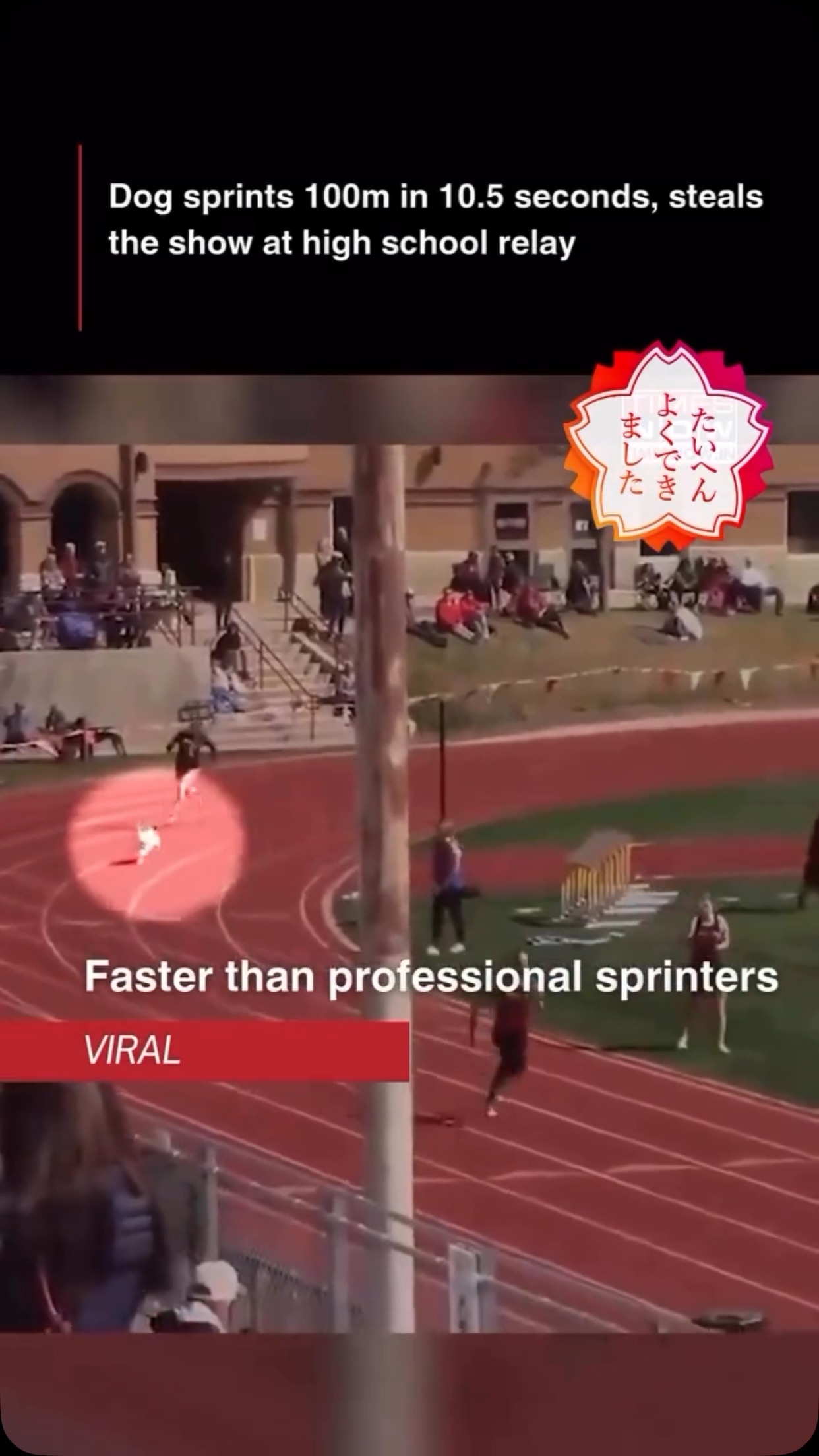 🌏INSPIRATION🌏 A surprise sprinter stole the show at a high school relay ...