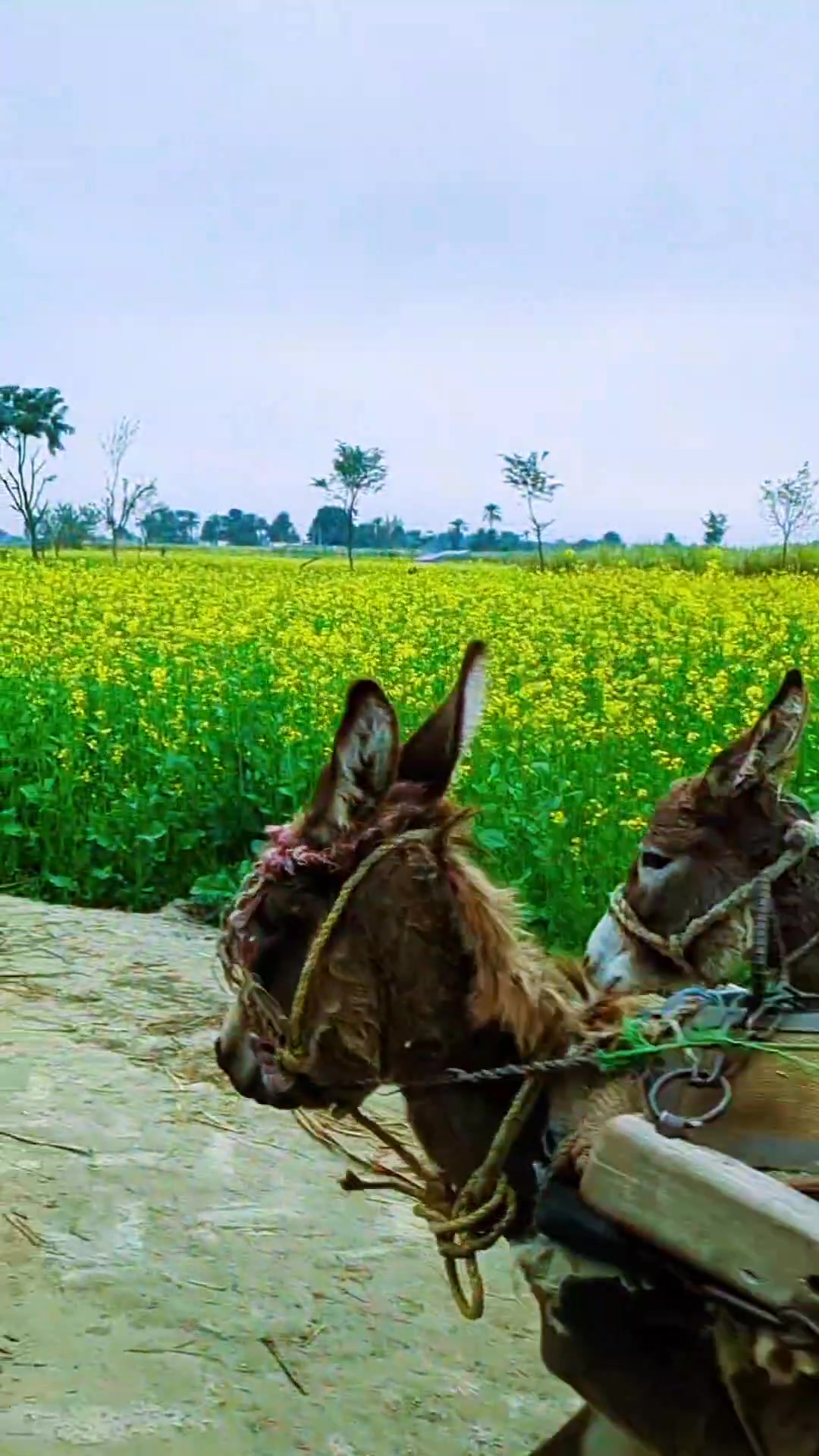 #village #villagelife | Deehat Rang | Facebook