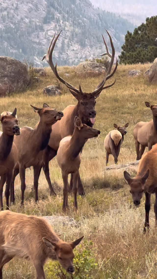 Sound ⬆️ Have you ever experienced the fall elk rut? This bull elk was ...