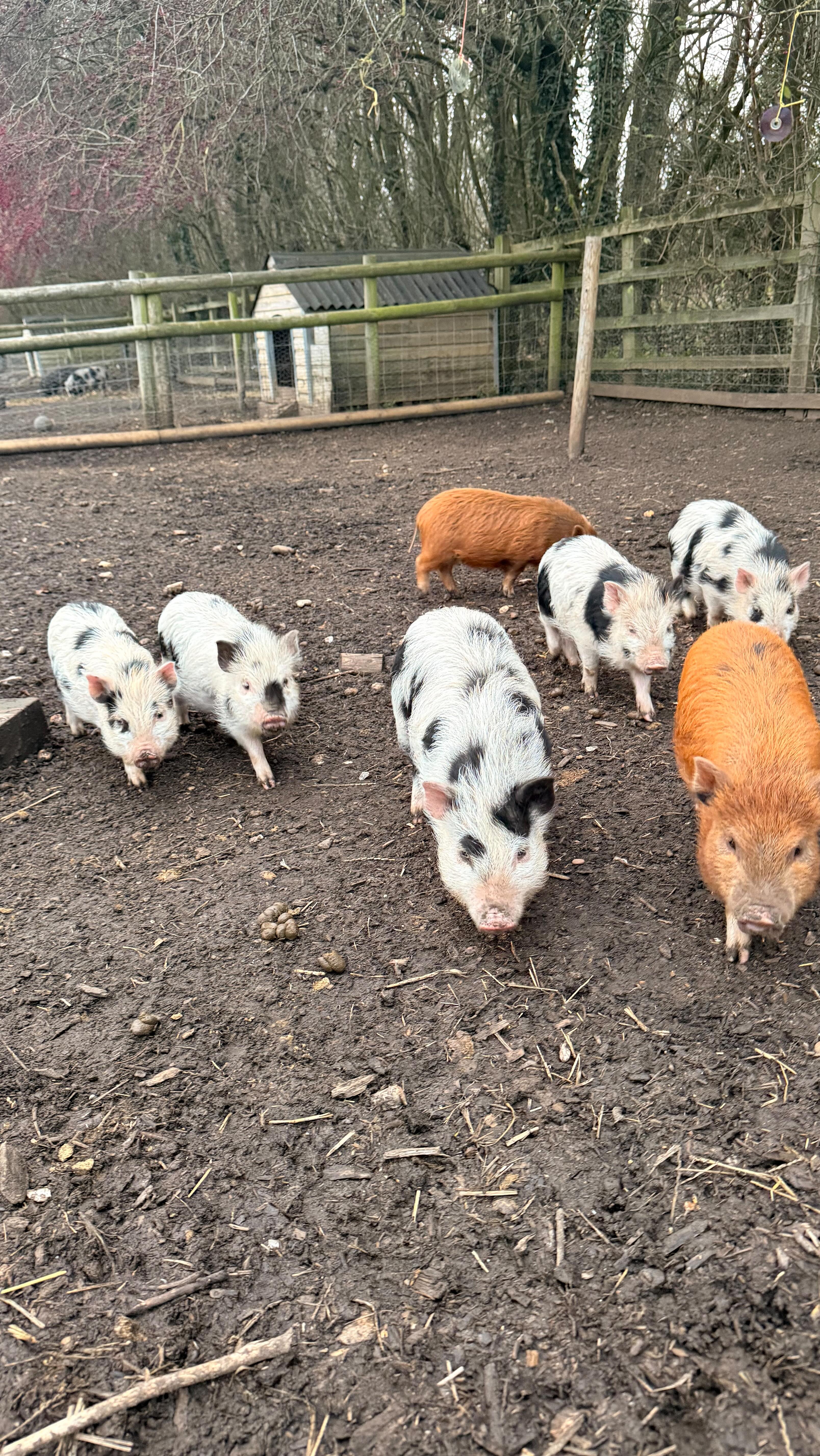 Come and cuddle the pigs!🐷 50% off family tickets now! ‼️🚨 # ...