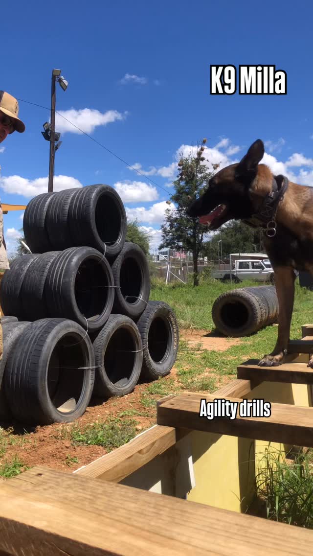 #belgianshepherd K9 Milla. Agility drills. #k9academynamibia maligators ...