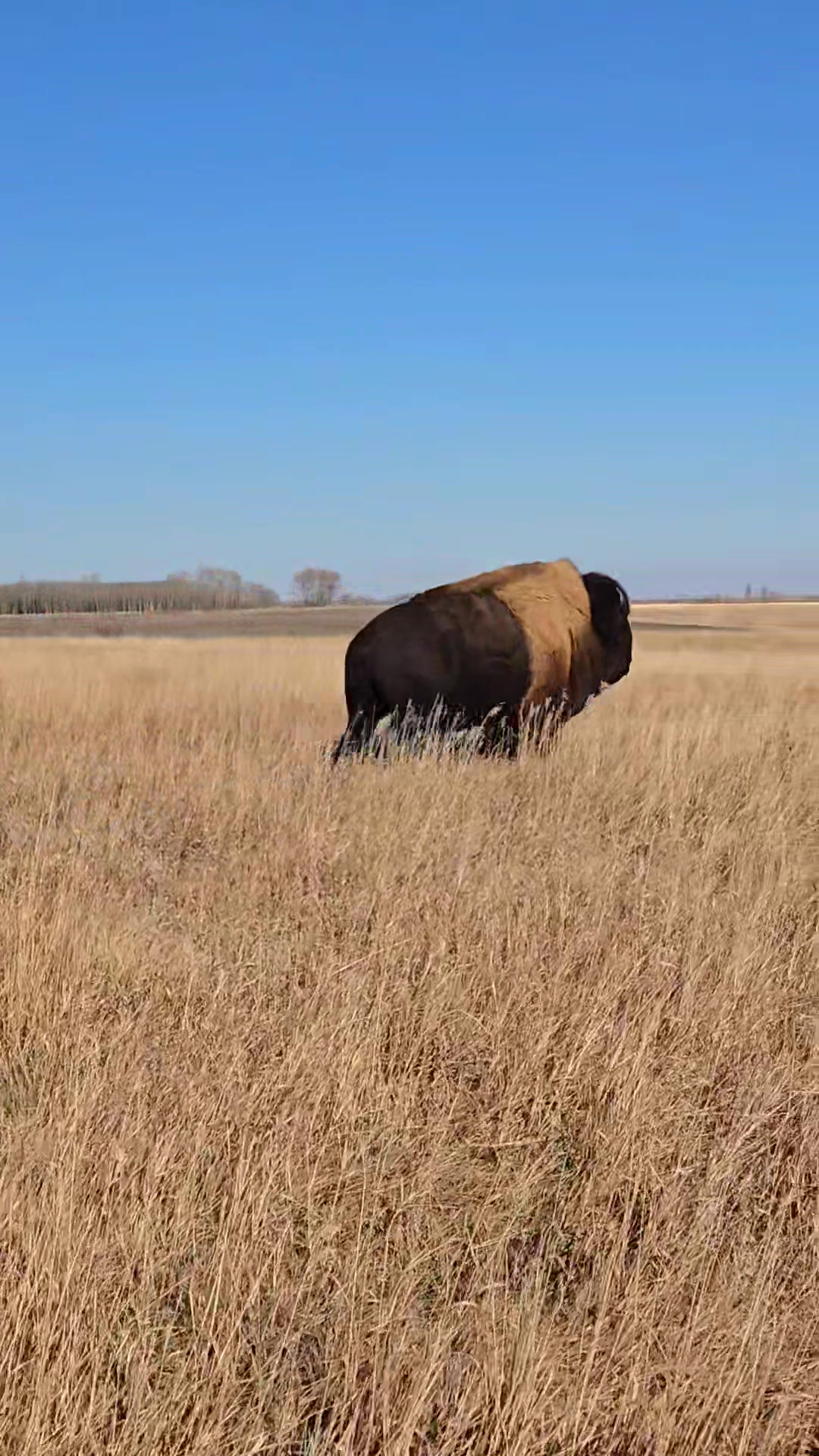 Bison Spirit Ranch