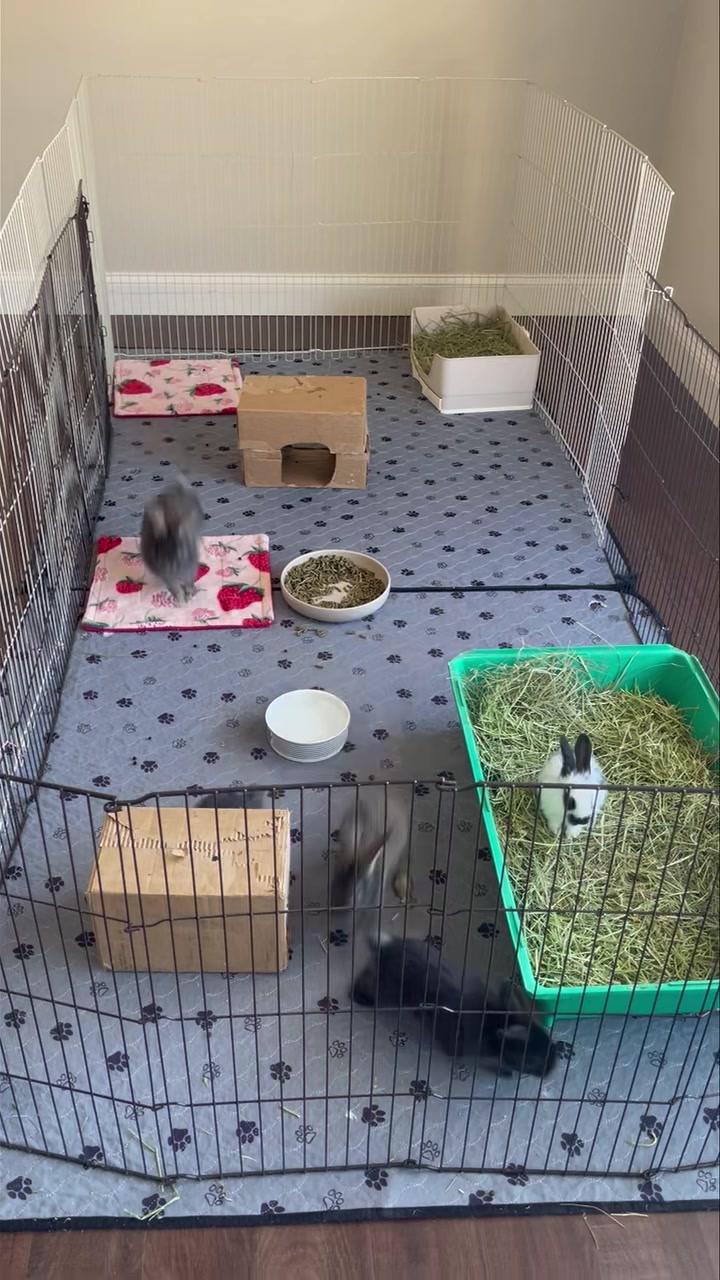 The babies had a pen upgrade this morning!! Their 4’ by 4’ pen was fine ...
