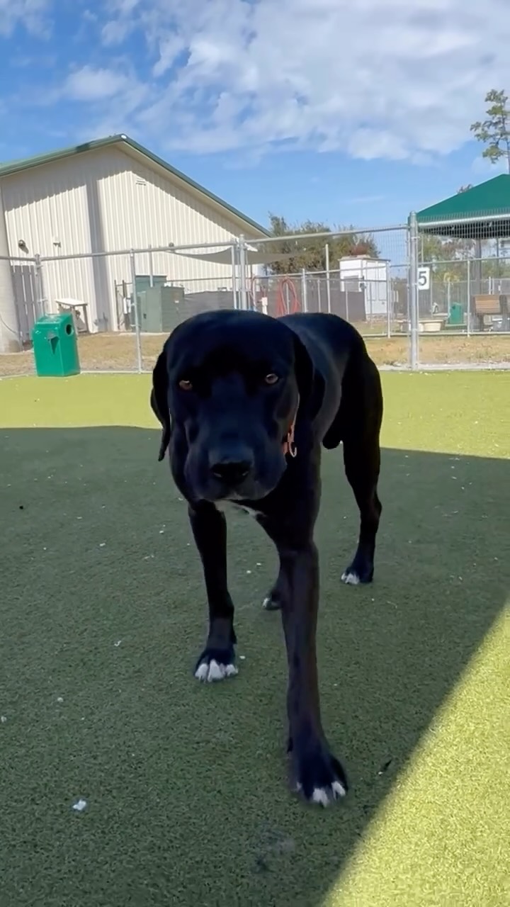 This handsome black lab (now named BOSTON) is howling to let you know ...