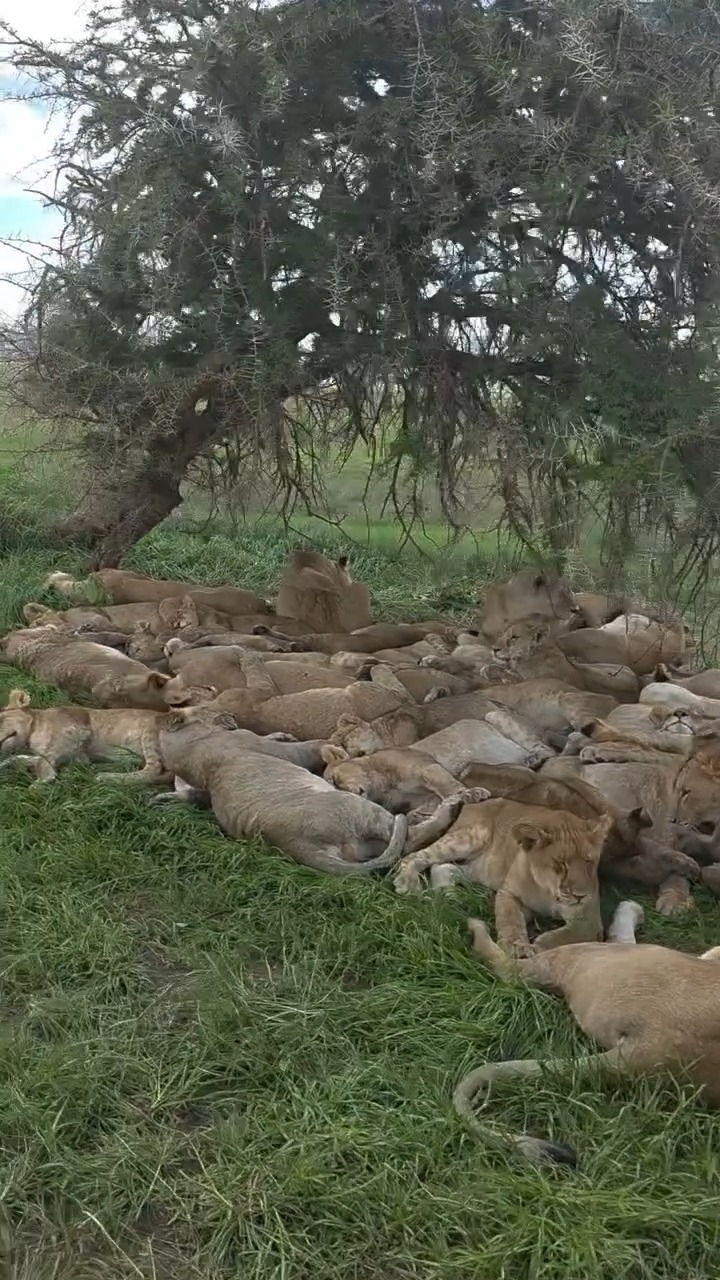 A lion pride usually consists of 5 to 15 lions, including several ...