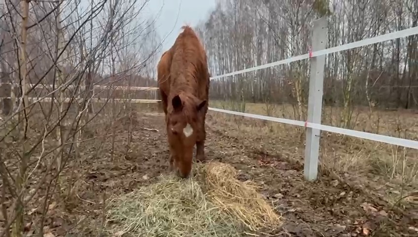 Kochani, z całego serca dziękuję za uratowanie Rudzi. Jest bezpieczna ...