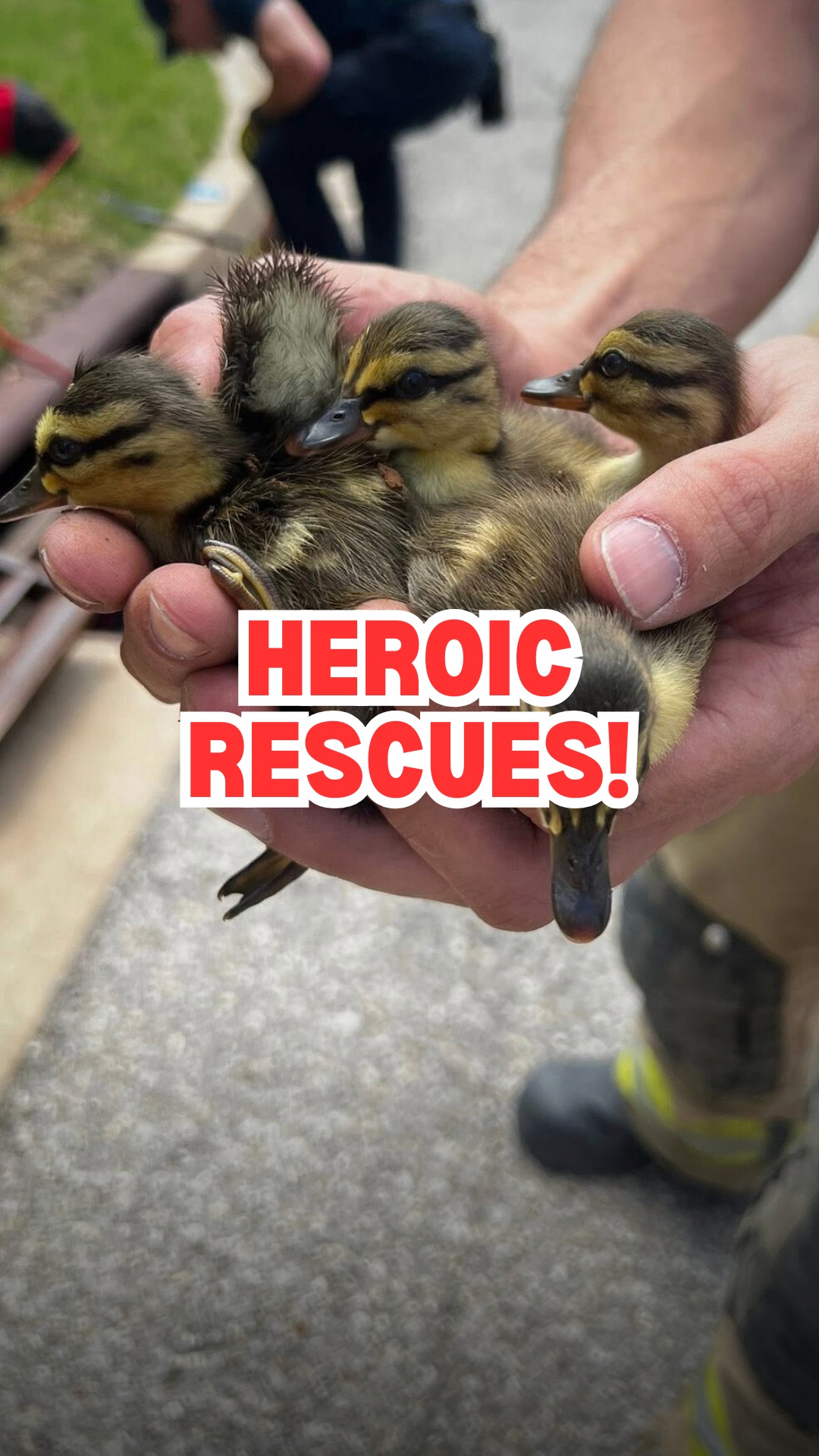 Heroic rescues you have to see! 🦆🔥 Feel-good moment! Broken Arrow ...