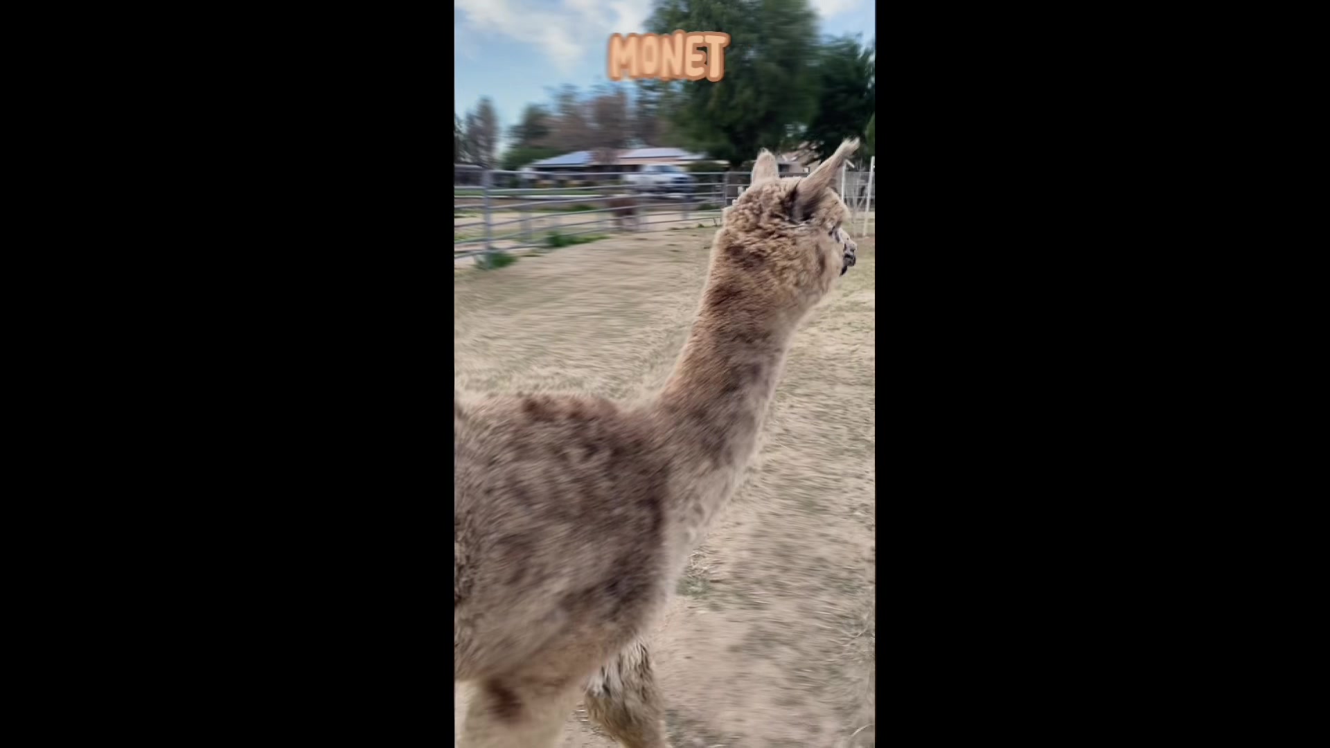 Diamond Valley Alpacas | Redmond OR