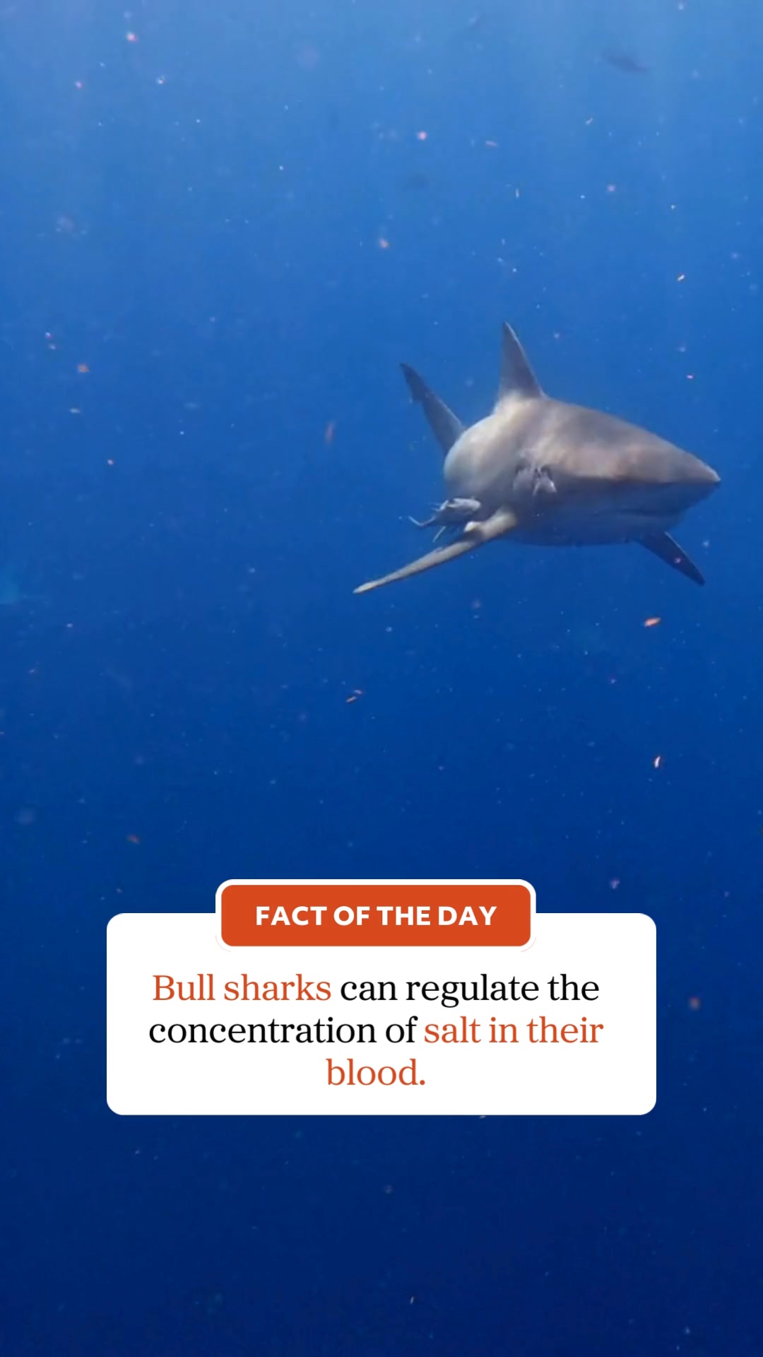 🔎 Fact of the Day Did you know bull sharks can regulate the ...