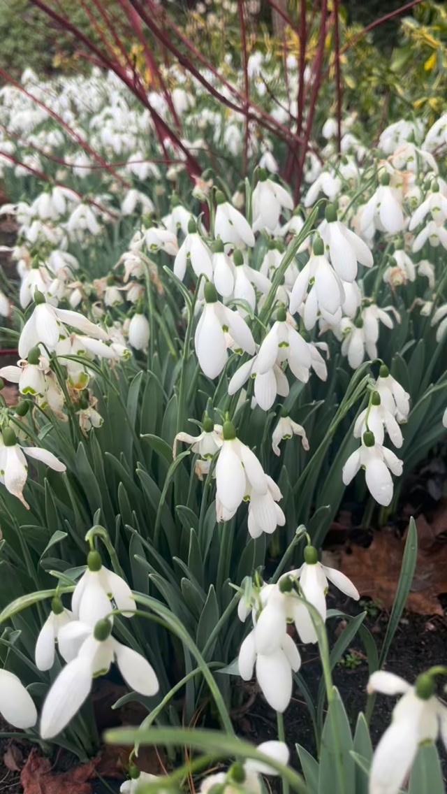 Snowdrop season is in full swing at RHS Garden Harlow Carr. Perfect for ...