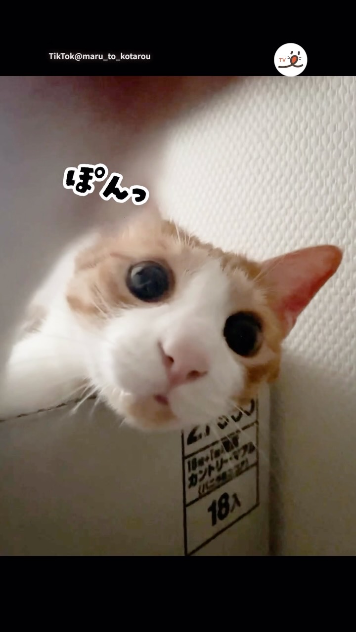 ろくちゃんに今日一日のこと聞いてみた via Instagram @hatarommy